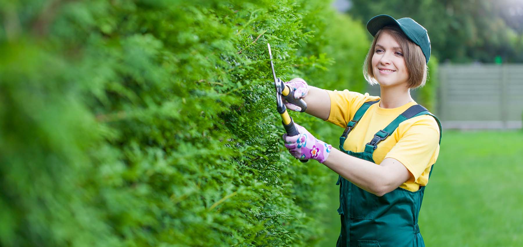 Lier Planteland er eksperter på Tuja og har både tuja brabant og smaragd