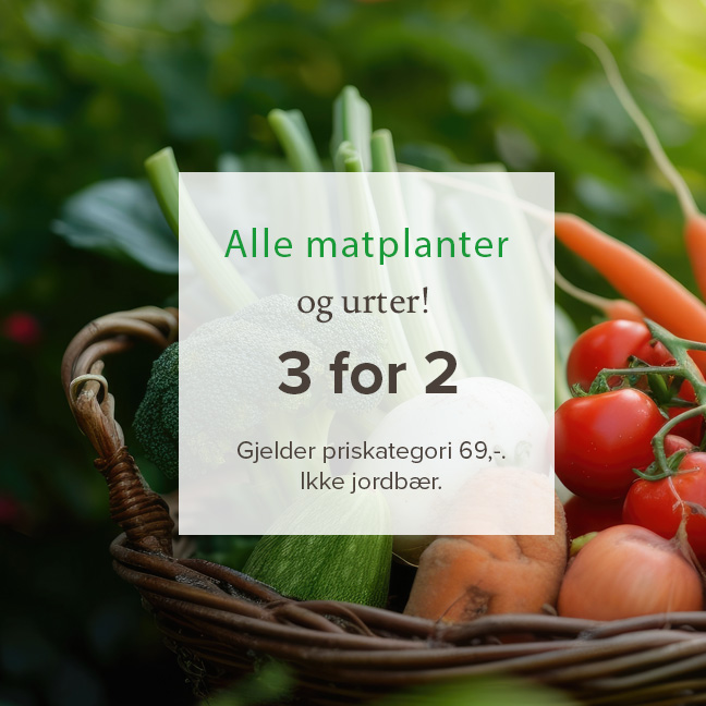 Alle matplanter og urter 3 for 2 på Lier Planteland