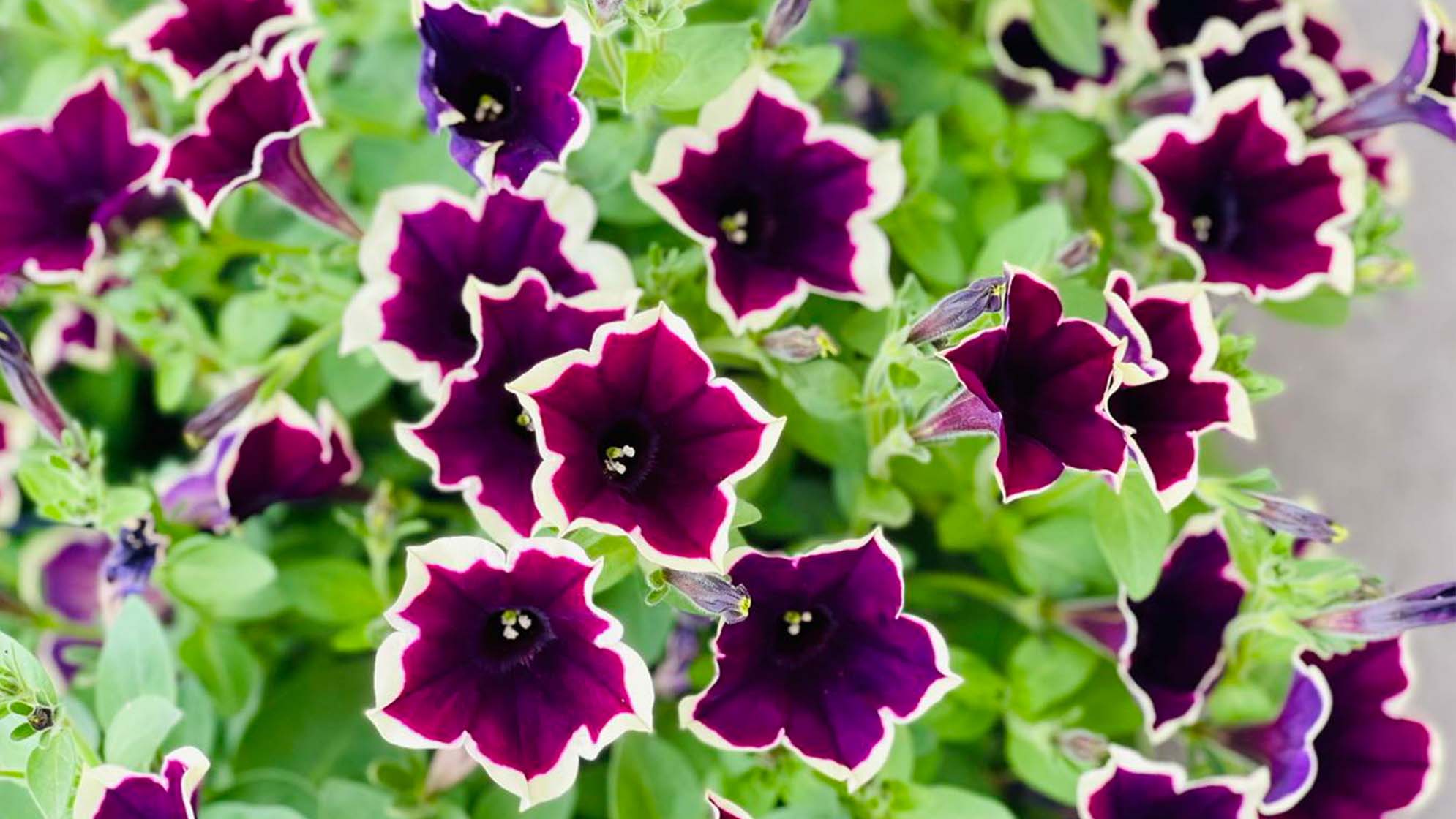 Tilbud på Surfina hos Lier Planteland gartneri