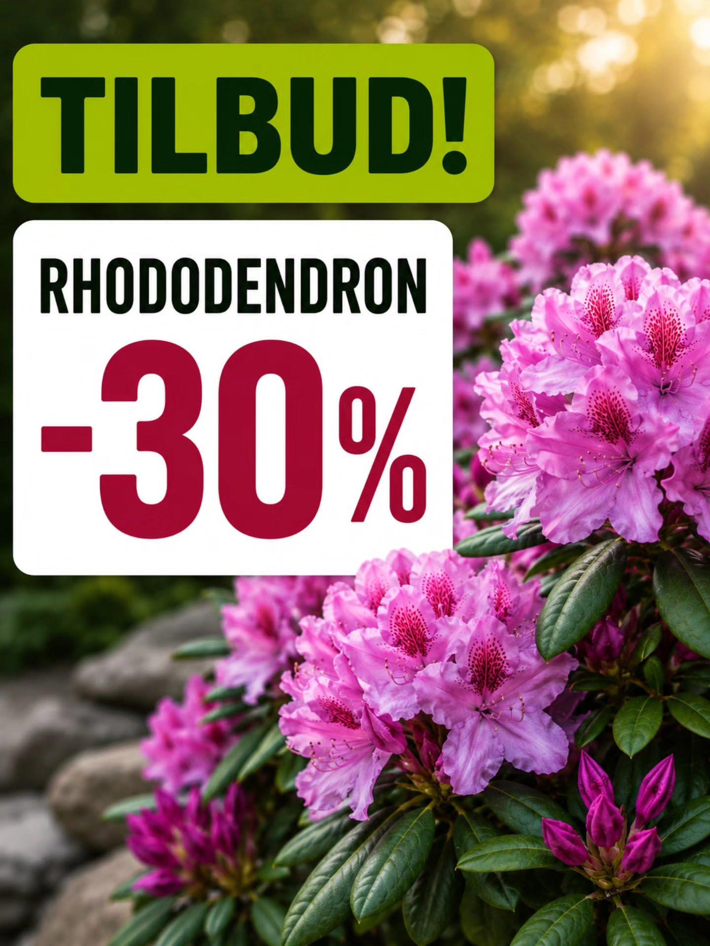 30 prosent på rhododendron hos lier planteland hagesenter