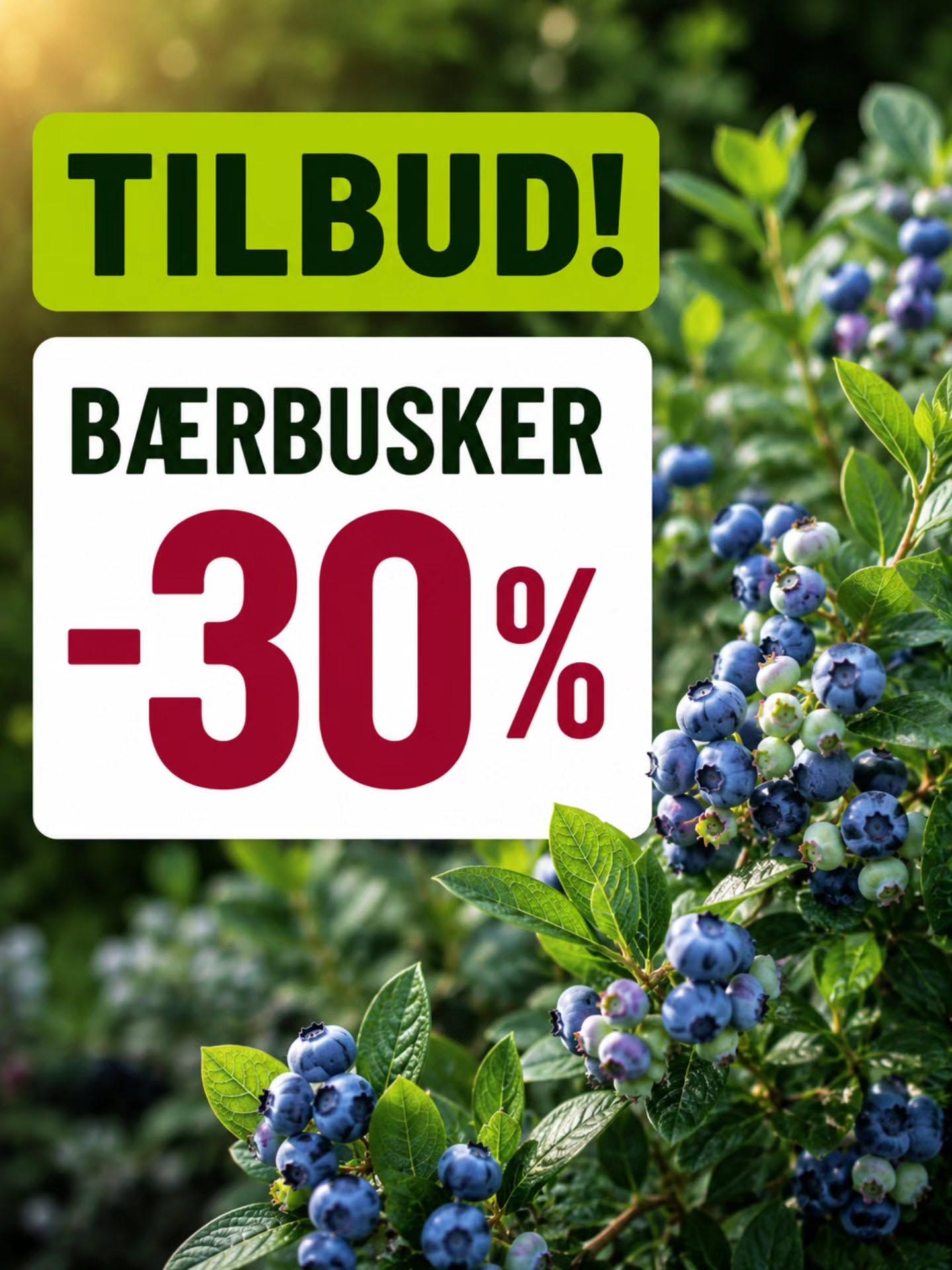 30 prosent tilbud på bærbusker hos lier planteland hagesenter
