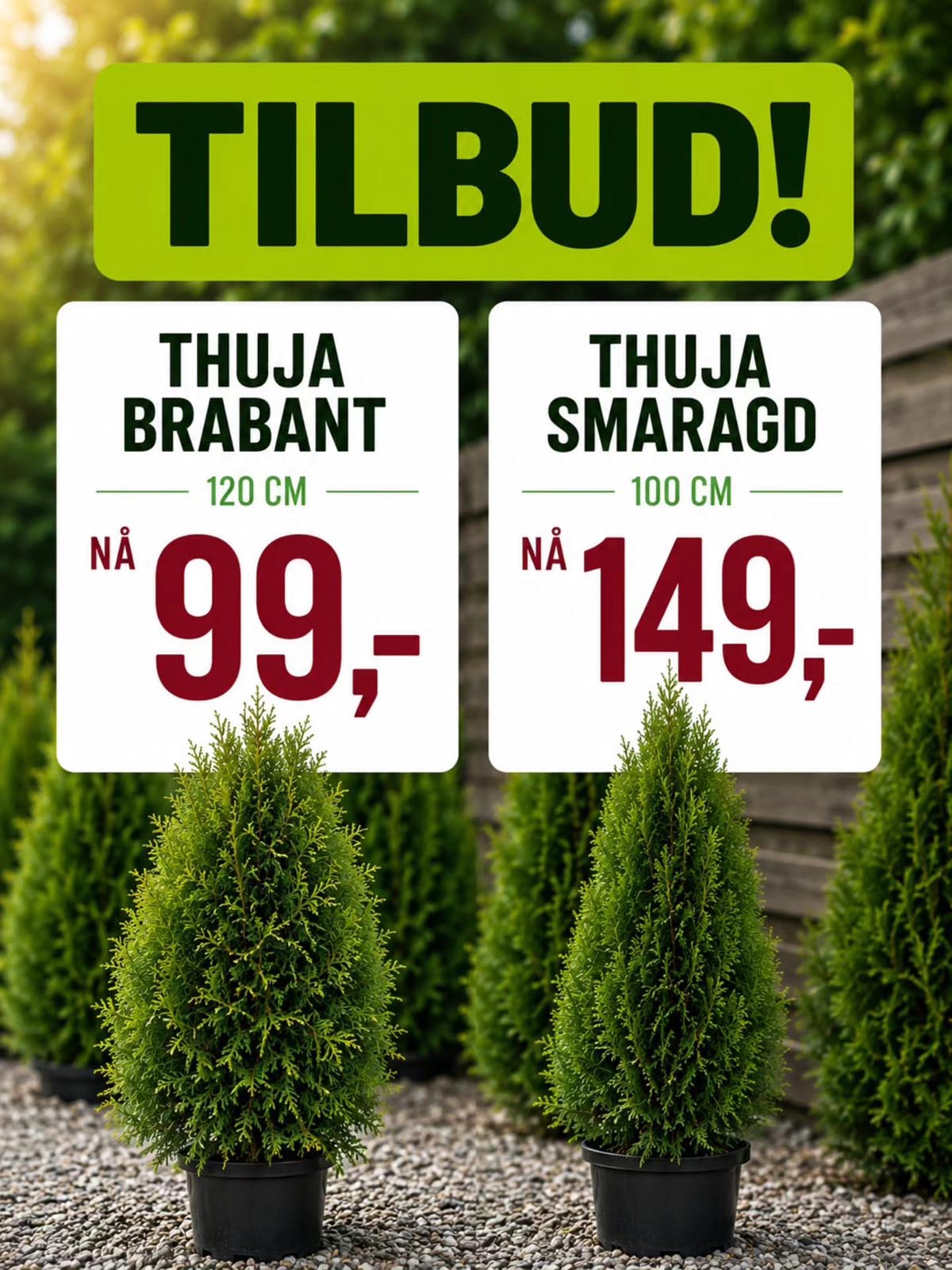 Tilbud på Thuja Brabant og smaragd hos Lier Planteland