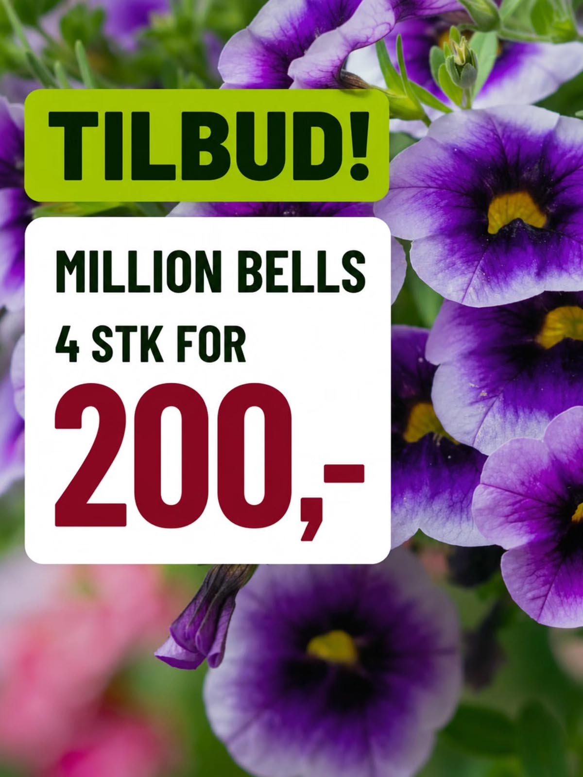 Tilbud på million bells hos lier planteland