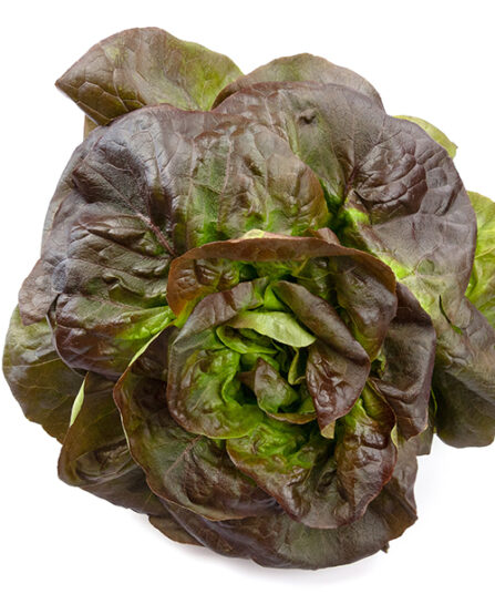 rød hodesalat - Lactuca sativa var. capitata - hos Lier Planteland gartneri