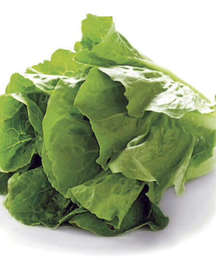 romainesalat - Lactuca sativa var. longifolia web hos Lier planteland gartneri