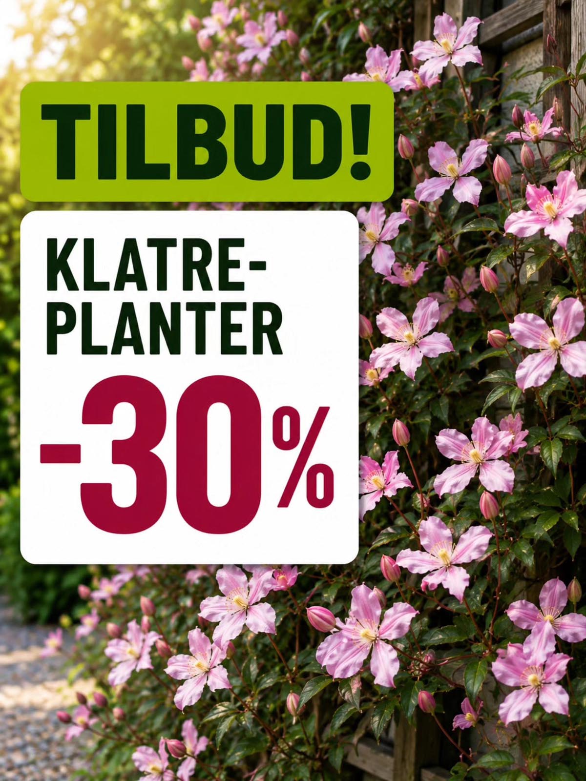 tilbud på klatreplanter hos lier planteland