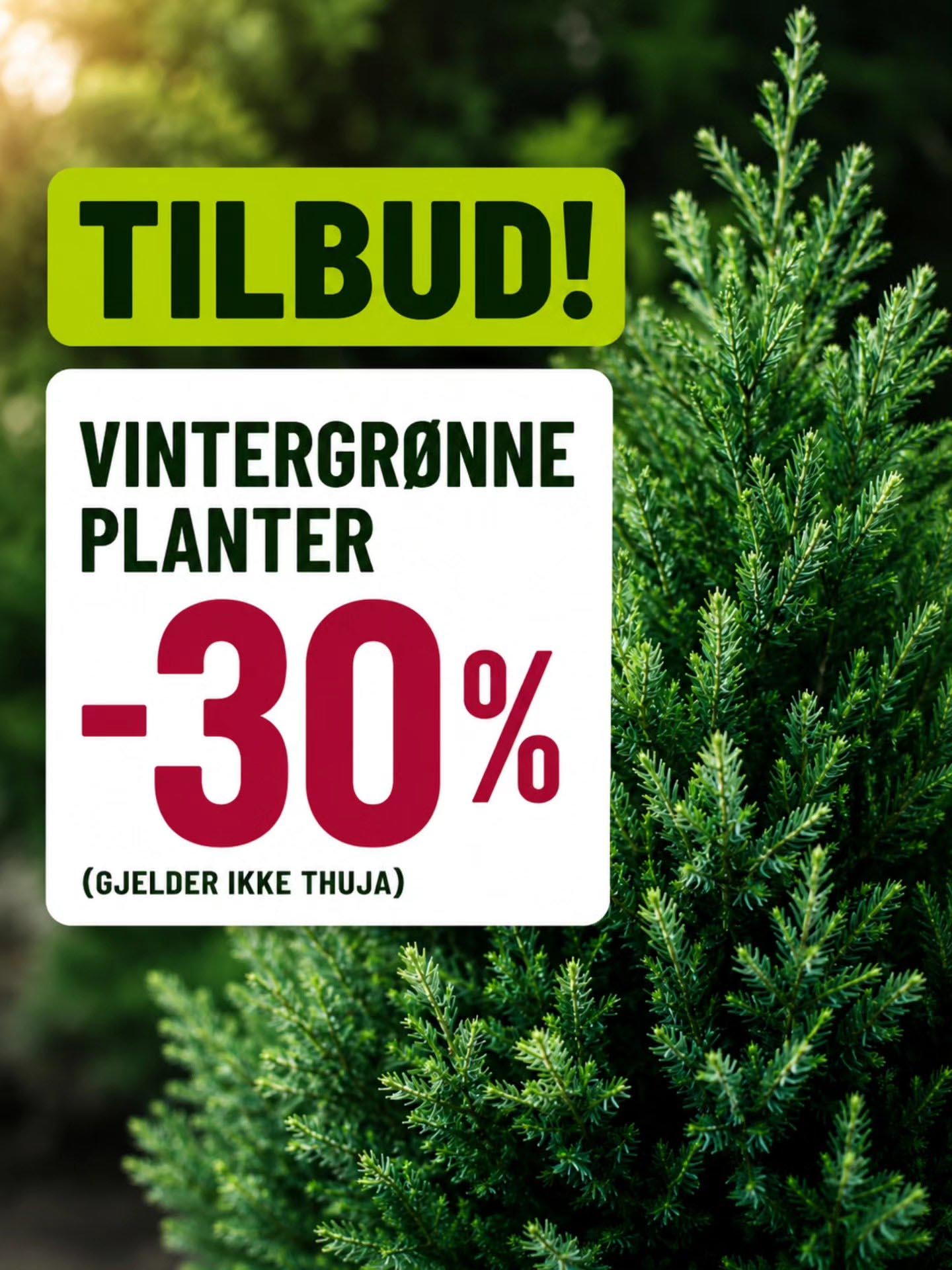 tilbud på vintergrønne planter hos lier planteland