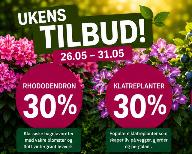 Ukens tilbud hos Lier Planteland