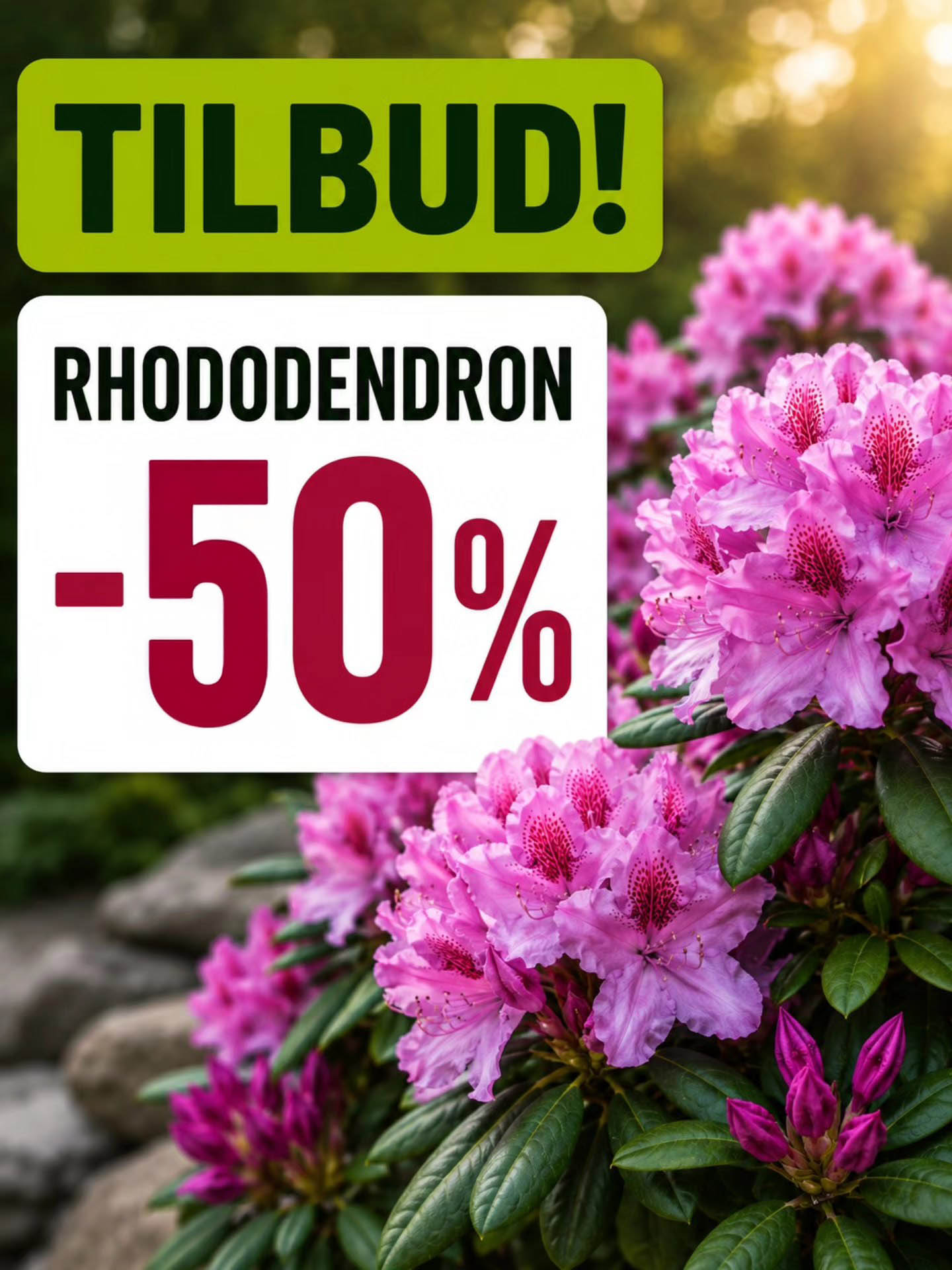 50 prosent på rhododendron hos lier planteland hagesenter copy