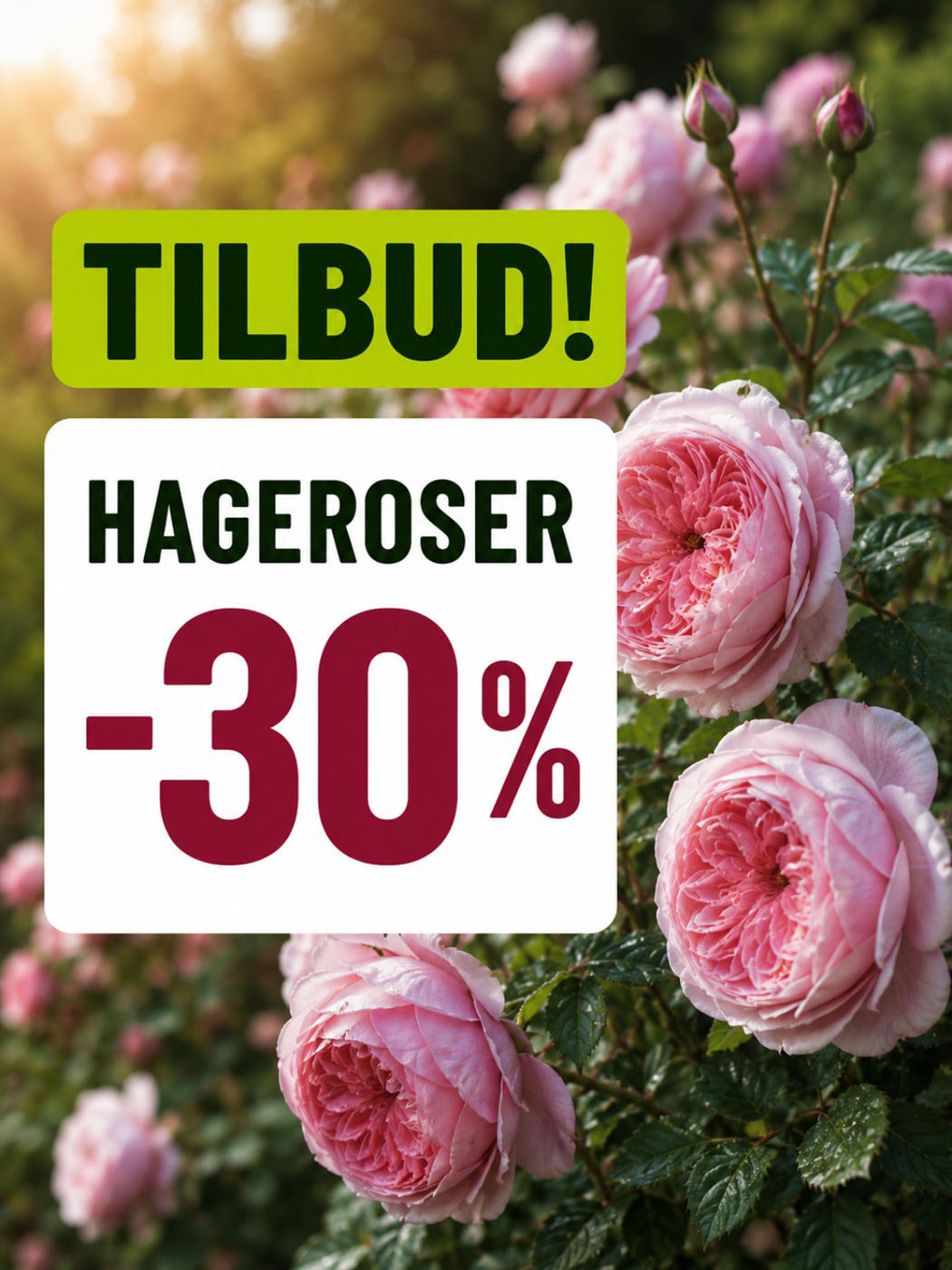 tilbud på hageroser hos lier planteland