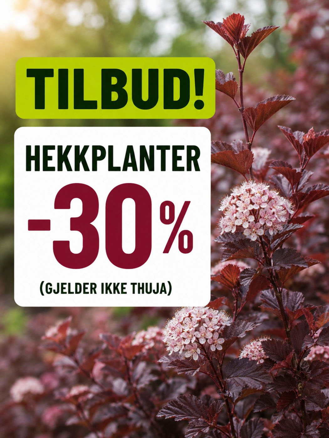 tilbud på hekkplanter hos Lier Planteland