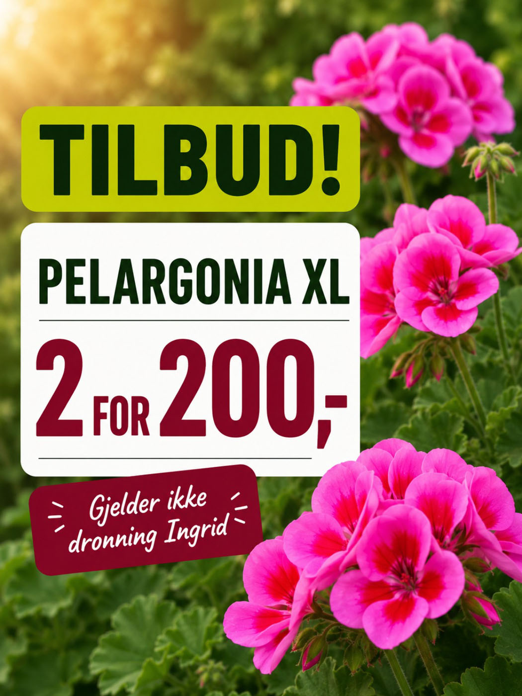 tilbud på pelargonia hos Lier planteland