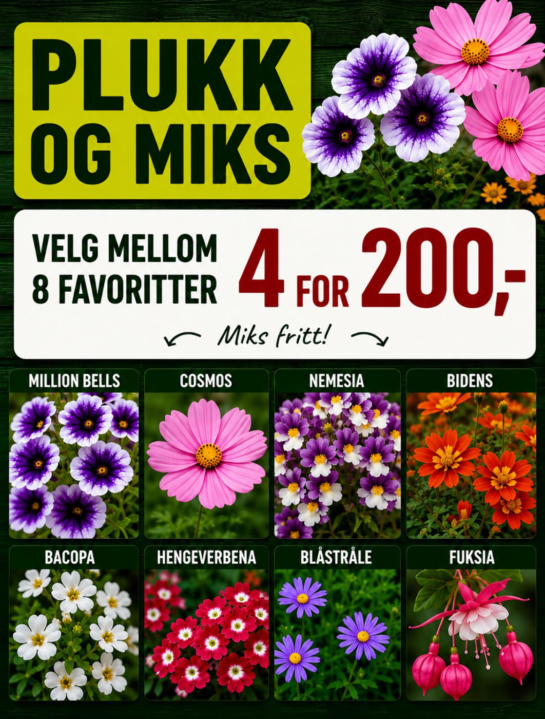 plukk og miks sommerblomster hos lier planteland - tilbud