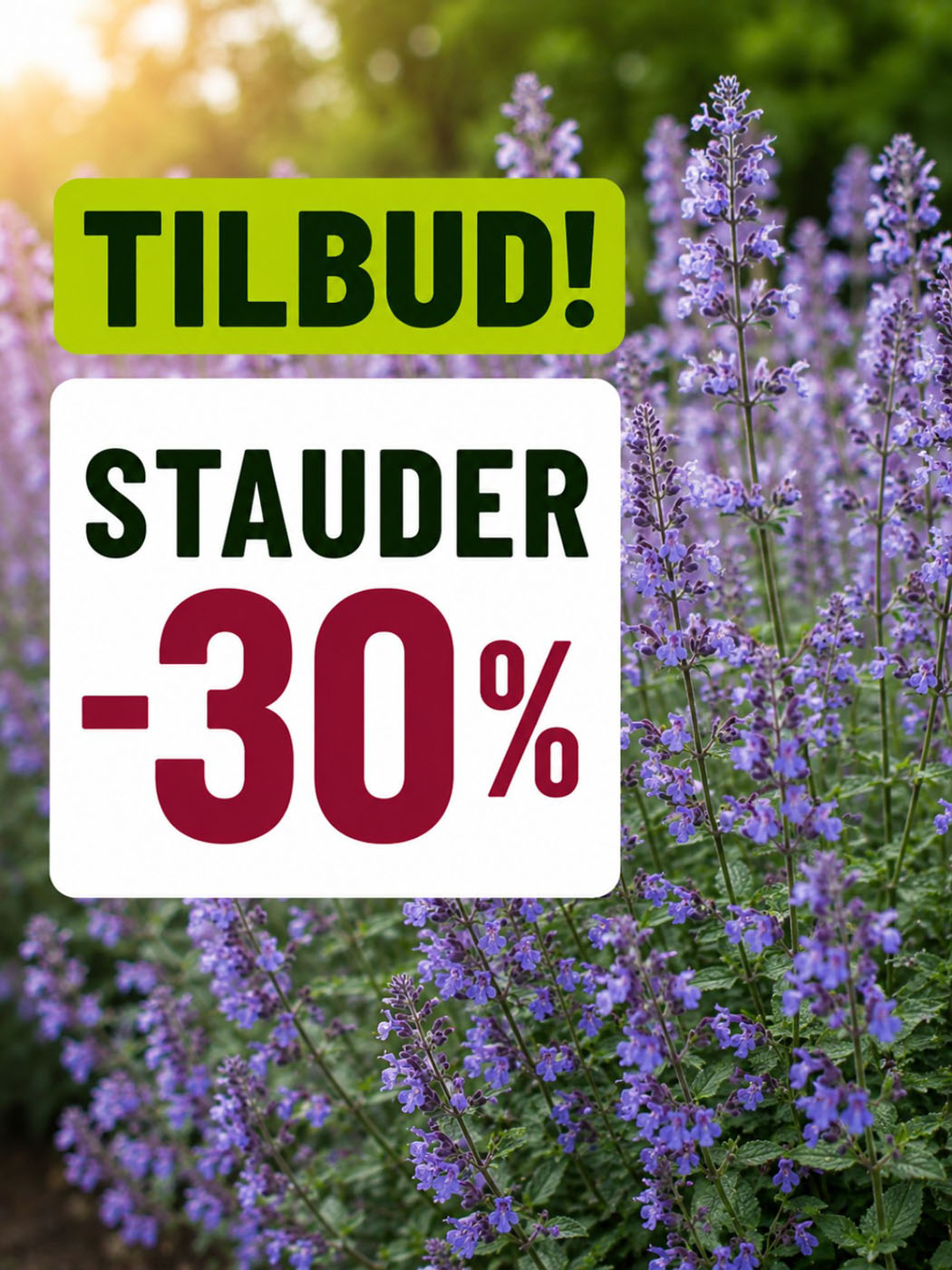 tilbud på stauder hos lier planteland