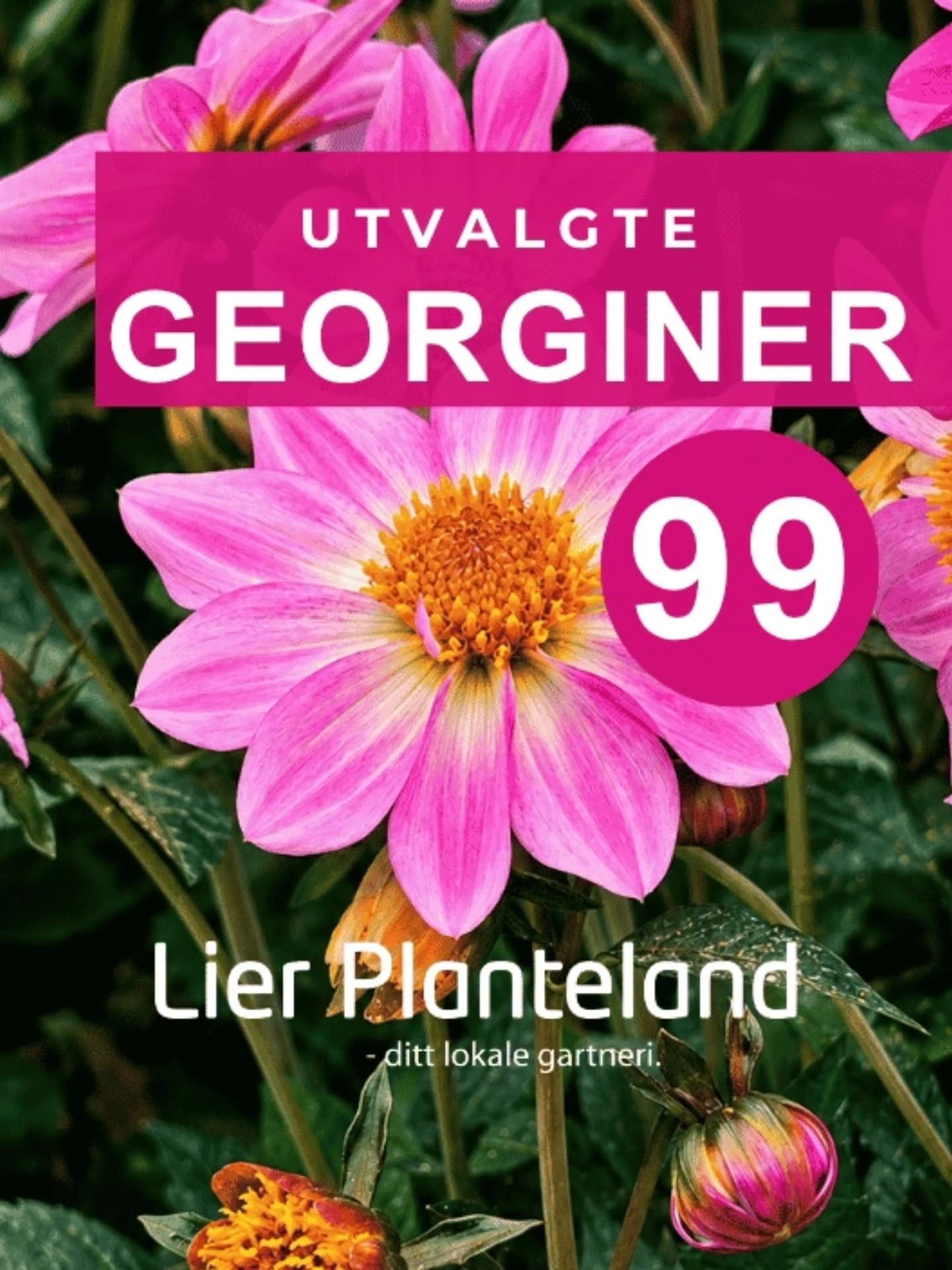 Utvalgte Georginer kun 99 hos Lier Planteland