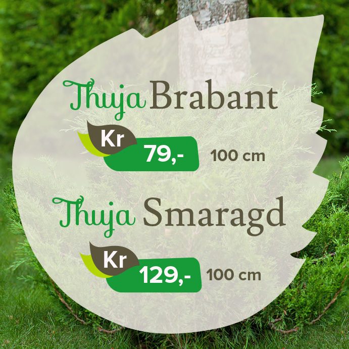 Thuja Brabant og Thuja Smaragd hos Lier Planteland Thuja Brabant og Thuja Smaragd på tilbud hos Lier Planteland